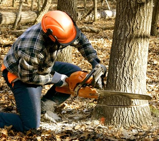 Tree Removal in Warner, OK